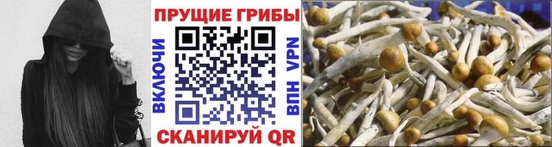 закладки  Советский  Галлюциногенные грибы Cubensis 